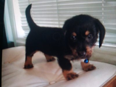 Maltese – Glen Iris