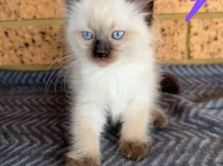 Ragdoll – Chipping Norton
