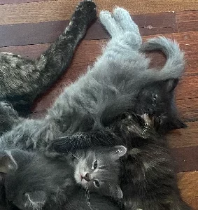 Domestic Long Hair (DLH) – Sunnybank Hills