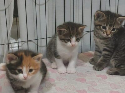 Domestic Short Hair (DSH) – Caboolture