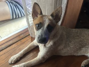 Australian Cattle Dog – Alderley