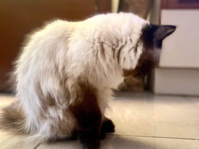 Ragdoll – Loganholme