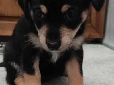 Jack Russell – Crystel Arnold