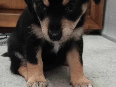 Jack Russell – Crystel Arnold