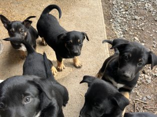 Australian Kelpie – Mullion