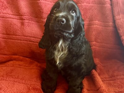 Cocker Spaniel – Serpentine