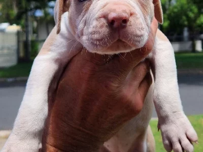 Mastiff – Rockhampton City