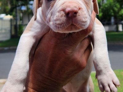 Mastiff – Rockhampton City