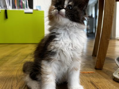Maine Coon – Bankstown