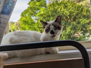 Munchkin – Lithgow