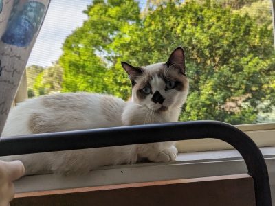 Munchkin – Lithgow