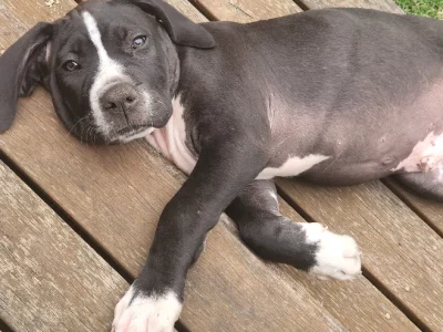 Cane Corso – Jenny romano