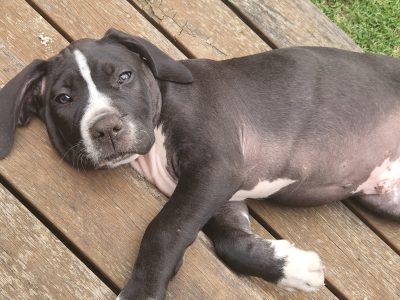 Cane Corso – Jenny romano