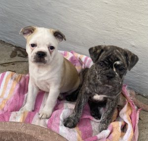 Boston Terrier – Sanctuary Point