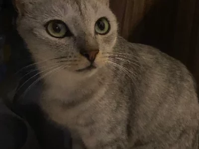 Domestic Short Hair (DSH) – Ipswich