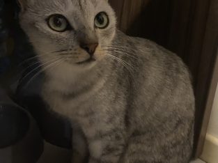 Domestic Short Hair (DSH) – Ipswich