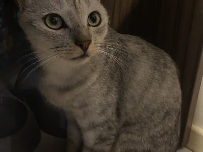 Domestic Short Hair (DSH) – Ipswich