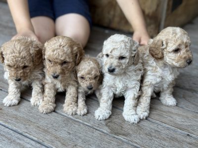 Toy Poodle – South Morang