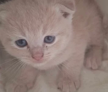Scottish Fold – Hamlyn Terrace