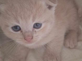 Scottish Fold – Hamlyn Terrace