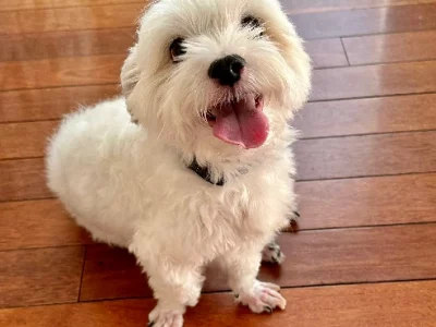 Maltese – Kellyville