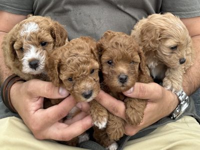 Cavoodle puppies for sale – Blacktown