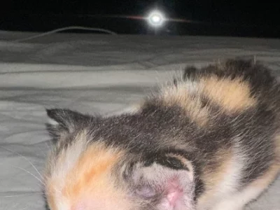 Other Cats – Joondalup