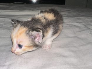 Other Cats – Joondalup