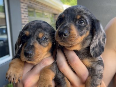 Dachshund – Hastings