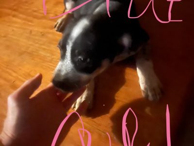 Australian Cattle Dog – Morayfield