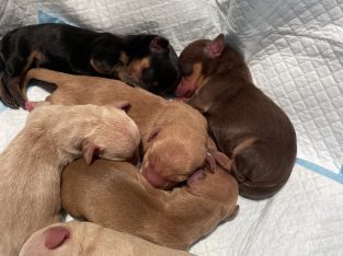 Dachshund – Brieha