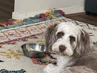 Border Collie – Augustine Heights