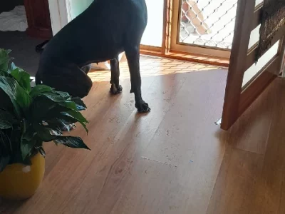 Great Dane – North Albury