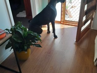 Great Dane – North Albury
