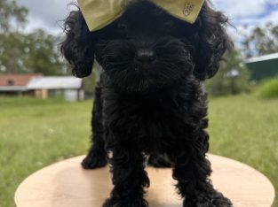 Cavoodle – Cedar Vale