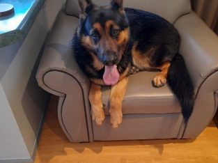 German Shepherd – sam Neguib