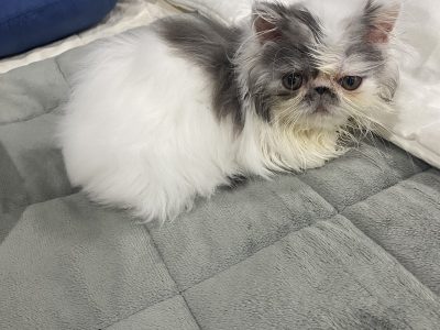 Persian – Blacktown