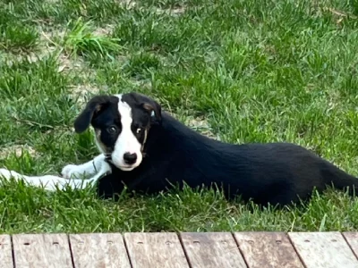 Border Collie – Glen Waverley