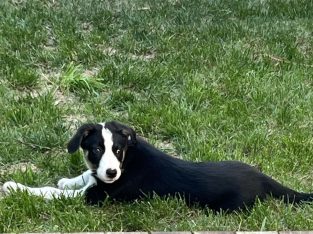 Border Collie – Glen Waverley