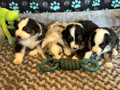 Australian Shepherd – Kingaroy