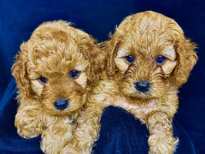 Cavoodle – Hope Island