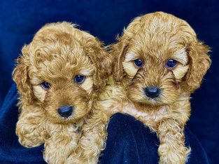 Cavoodle – Hope Island