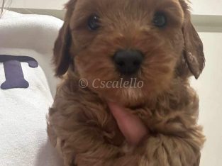 Cavoodle – Hillside