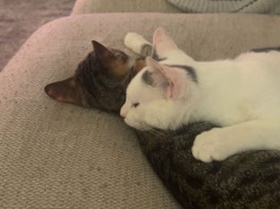 Cats – Castle Hill