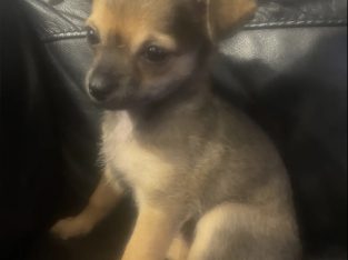 Chihuahua – Halekulani