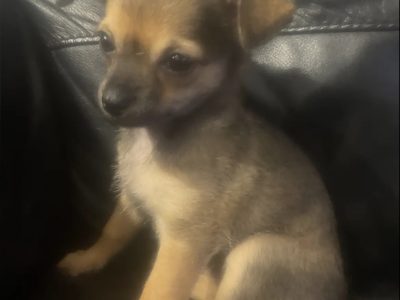 Chihuahua – Halekulani