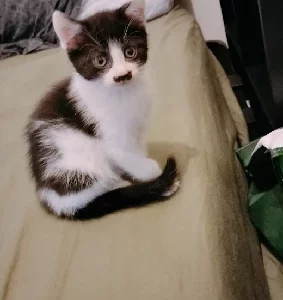 Domestic Medium Hair (DMH) – Byford