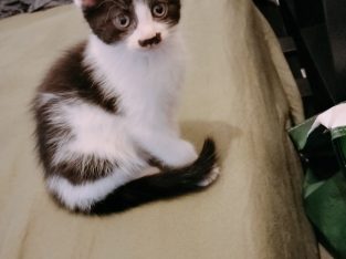 Domestic Medium Hair (DMH) – Byford