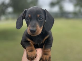 Dachshund – Maitland