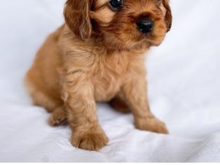 Cavalier King Charles Spaniel – Mornington